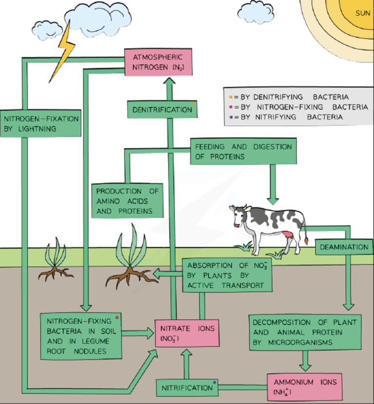 Nitrogen Cycle